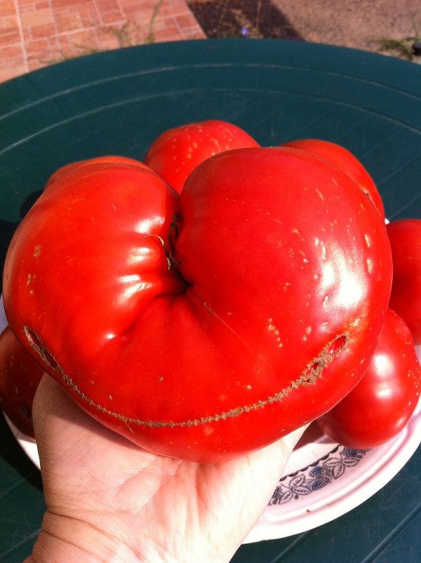 Помидоры розовое сердце. Сорт помидор Бычье сердце. Сорт томатов Бычье сердце. Помидор помидор Бычье сердце. Томат Бычье сердце Минусинское.